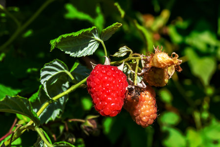 Photography on theme beautiful berry branch raspberry bush with natural leaves, photo consisting of berry branch raspberry bush outdoors in rural, floral berry branch raspberry bush in big gardenの写真素材
