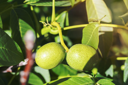 Green young walnuts grow on a tree. Variety Kocherzhenko close-up. The walnut tree grows waiting to be harvested. Green leaves background. Nut fruits on a tree branch in the yellow rays of the sunの写真素材