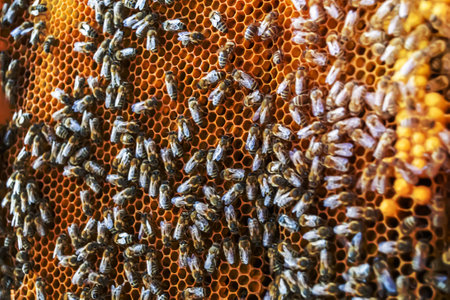 Abstract hexagon structure is honeycomb from bee hive filled with golden honey, honeycomb summer composition consisting of gooey honey from bee village, honey rural of bees honeycombs to countrysideの写真素材