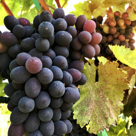 Hanging beautiful bunches of grapes outdoors in rural. Ripe tasty grape vines at vineyards, ready to make alcohol wine. Grape berry consisting of sweet health food with seed, green leaf on long plant.の写真素材