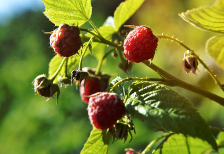 Photography for whole ripe berry red raspberry, green stem leaf for medicament medicine. Raspberry photo consisting of branch berry, peel mature red sweet food. Eat fresh red berry raspberry on healthの写真素材