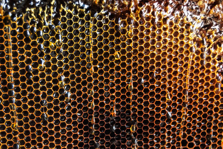 Drop of bee honey drip from hexagonal honeycombs filled with golden nectar, honeycombs summer composition consisting of drop natural honey, drip on wax frame bee, drop of bee honey drip in honeycombsの写真素材