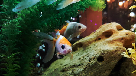 Goldfish in freshwater aquarium with green beautiful planted tropicalの写真素材