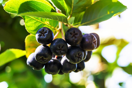 Photography on theme beautiful berry branch aronia bush with natural leaves under clean sky, photo consisting of berry branch aronia bush outdoors in rural, floral berry branch aronia bush in gardenの写真素材