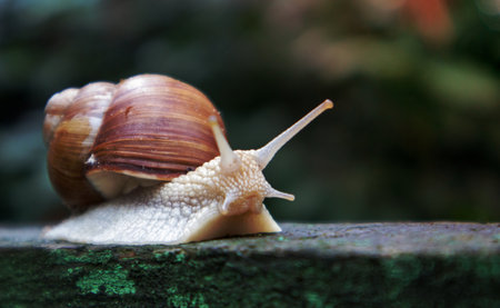 Large crawling garden snail with a striped shell. A large white mollusc with a brown striped shell. Summer day in the garden. Burgundy, Roman snail with blurred background. Helix promatiaの写真素材