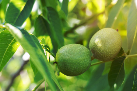 Green young walnuts grow on a tree. Variety Kocherzhenko close-up. The walnut tree grows waiting to be harvested. Green leaves background. Nut fruits on a tree branch in the yellow rays of the sunの写真素材