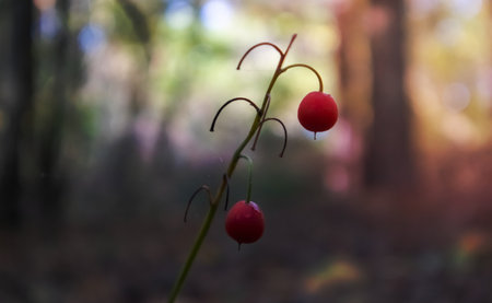 Lily of the valley bush with ripe orange red fruits in the forest. Autumn sunny natural background with red berries. Orange fruit of lily of the valley on a green stalk in the forestの写真素材