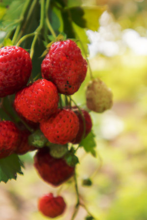 Summer ripe fresh juicy strawberries with leaves in the garden. Copy space. Organic strawberries on a berry plantation or on a fruit farmの写真素材