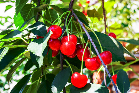 Photography on theme beautiful fruit branch cherry tree with natural leaves under clean sky, photo consisting of fruit branch cherry tree outdoors in rural, floral fruit branch cherry tree in gardenの写真素材