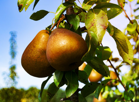 Photography on theme beautiful fruit branch pear tree with natural leaves under clean sky, photo consisting of fruit branch pear tree outdoors in rural, floral fruit branch pear tree in big gardenの写真素材