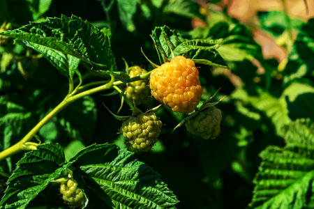 Photography on theme beautiful berry branch raspberry bush with natural leaves, photo consisting of berry branch raspberry bush outdoors in rural, floral berry branch raspberry bush in big gardenの写真素材