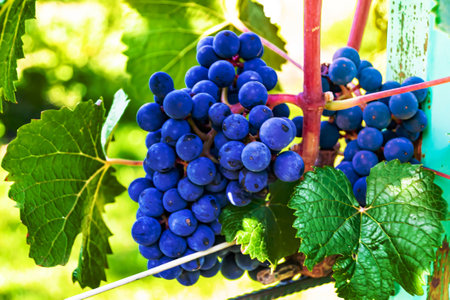 Photography on theme beautiful berry branch grape bush with natural leaves under clean sky, photo consisting of berry branch grape bush outdoors in rural, floral berry branch grape bush in big gardenの写真素材