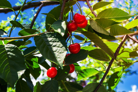 Photography on theme beautiful fruit branch cherry tree with natural leaves under clean sky, photo consisting of fruit branch cherry tree outdoors in rural, floral fruit branch cherry tree in gardenの写真素材