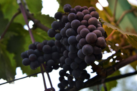 Hanging beautiful bunches of grape outdoors in rural. Ripe tasty grape vines at vineyards, ready to make alcohol wine. Grape berry consisting of sweet health food with seed, green leaf on long plant.の写真素材