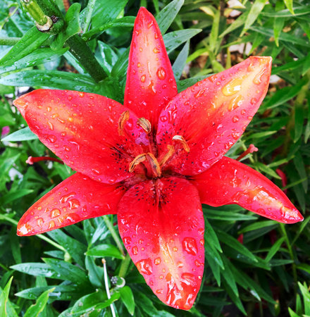 Blooming flower lily with green leaves, living natural nature, unusual aroma bouquet flora. Lily flower consisting of long pistil, rounded stamen, green grass. Botanical floral bunch from lily flowersの写真素材