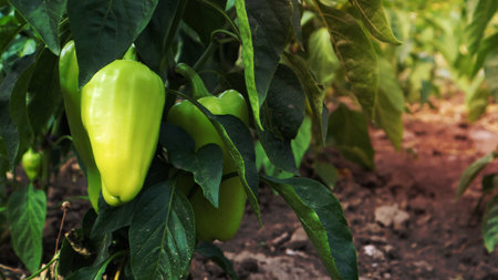 Green peppers grow in the garden. Growing bell pepper or capsicum. Unripe peppers in the gardenの写真素材