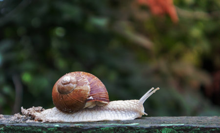 Large crawling garden snail with a striped shell. A large white mollusc with a brown striped shell. Summer day in the garden. Burgundy, Roman snail with blurred background. Helix promatiaの写真素材