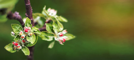 Pink flowers of a blossoming apple tree on a sunny day close-up in nature outdoors. Apple tree blossoms in spring. Selective focus. Beautiful apple orchard plantation. Banner with copy spaceの写真素材