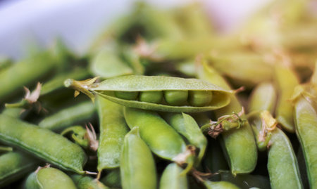 Lots of green peas. Unpeeled young green peas close-up. Green background. Healthy eco food. Vegetarian dishes. Harvesting vegetables. Beautiful close-up of fresh peas and pea podsの写真素材