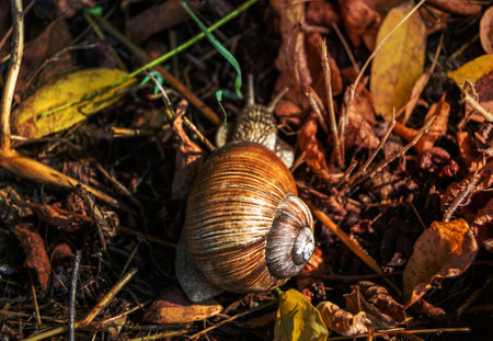 Big garden snail in shell crawling on wet road hurry home, snail Helix consist of edible tasty food coiled shell to protect body, natural joy animal snail in shell from slime can make nourishing creamの写真素材