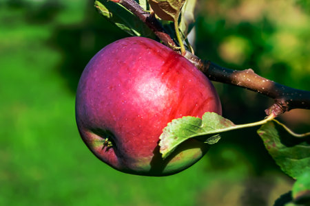 Photography on theme beautiful fruit branch apple tree with natural leaves under clean sky, photo consisting of fruit branch apple tree outdoors in rural, floral fruit branch apple tree in big gardenの写真素材