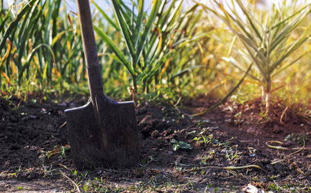 Garlic field in the landscape with a shovel. Organic garlic grown in the countryside. Agricultural field of garlic plant. The concept of organic farming. A bed of garlic, loose black soilの写真素材