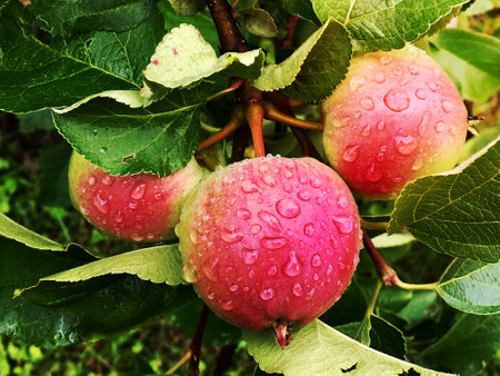 Sweet fruit apple growing on tree with leaves green, natural plant product hanging on branch. Apple photo consist of whole ripe raw fruit, tree with branches. Eat tasty juiced apples on health.の写真素材