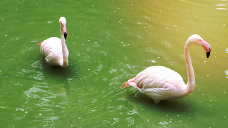 Pink flamingo is a genus of birds from the family of a flaming squad of flamingoids on a lake or pondの写真素材