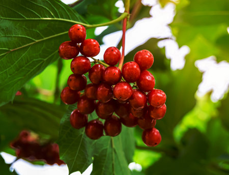 Photography on theme beautiful sour berry viburnum with natural texture under clean sky, photo consisting of many sour berry viburnum outdoors in rural, floral sour berry viburnum in big nature gardenの写真素材