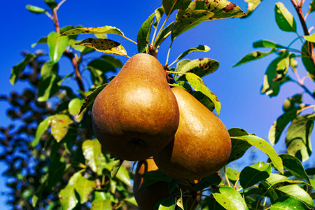 Photography on theme beautiful fruit branch pear tree with natural leaves under clean sky, photo consisting of fruit branch pear tree outdoors in rural, floral fruit branch pear tree in big gardenの写真素材