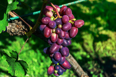 Photography on theme beautiful berry branch grape bush with natural leaves under clean sky, photo consisting of berry branch grape bush outdoors in rural, floral berry branch grape bush in big gardenの素材 [FY310200249928]