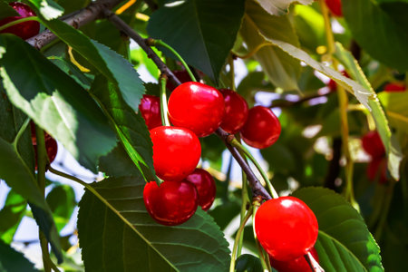 Photography on theme beautiful fruit branch cherry tree with natural leaves under clean sky, photo consisting of fruit branch cherry tree outdoors in rural, floral fruit branch cherry tree in gardenの写真素材