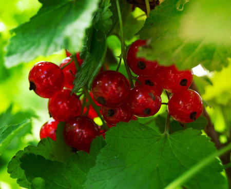 Photography on theme beautiful bush berry red currant with natural leaf under clean sky, photo consisting of bush berry red currant outdoors in rural, bush berry red currant in big nature farm gardenの写真素材