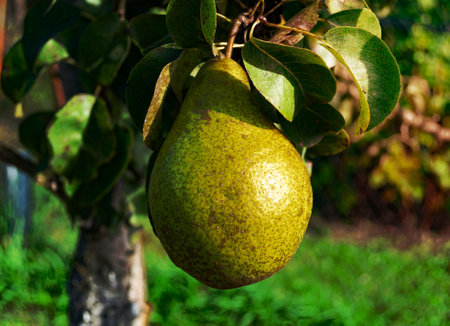 Photography on theme beautiful fruit branch pear tree with natural leaves under clean sky, photo consisting of fruit branch pear tree outdoors in rural, floral fruit branch pear tree in big gardenの写真素材