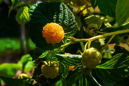 Photography on theme beautiful berry branch raspberry bush with natural leaves, photo consisting of berry branch raspberry bush outdoors in rural, floral berry branch raspberry bush in big gardenの写真素材