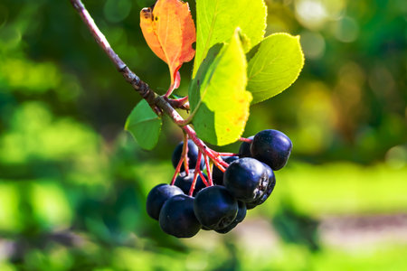 Photography on theme beautiful berry branch aronia bush with natural leaves under clean sky, photo consisting of berry branch aronia bush outdoors in rural, floral berry branch aronia bush in gardenの写真素材