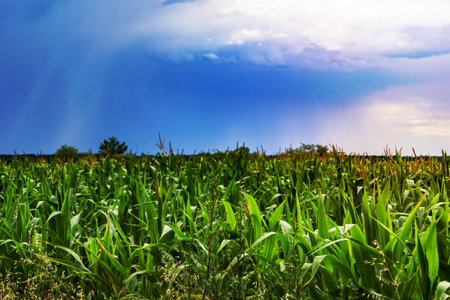 Photography on theme big corn farm field for organic harvest, photo consisting of large corn farm field for harvest on sky background, corn farm field for harvest this natural nature autumn seasonの写真素材