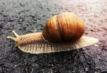 Small garden snail in shell crawling on wet road, slug hurry home. Snail slug consist of edible tasty food coiled shell to protect body. Natural animal snail in shell slug crawling in big wild nature.の写真素材