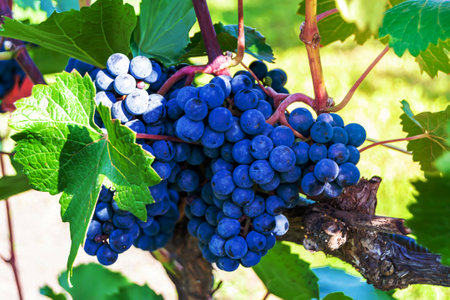 Photography on theme beautiful berry branch grape bush with natural leaves under clean sky, photo consisting of berry branch grape bush outdoors in rural, floral berry branch grape bush in big gardenの写真素材