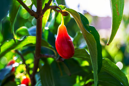 Photography to theme beautiful grow berry dogwood on background summer leaves, photo consisting of composition dessert bright berry dogwood, vivid berry dogwood it healthy diet for exquisite gourmetの写真素材