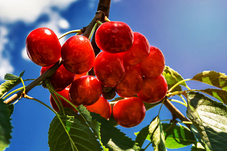Photography on theme beautiful fruit branch cherry tree with natural leaves under clean sky, photo consisting of fruit branch cherry tree outdoors in rural, floral fruit branch cherry tree in gardenの写真素材