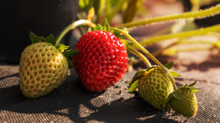 Picking fresh ripe organic big red strawberries outdoors in sunny weather at the plantation. Strawberry field on a fruit farm. A new crop of sweet open strawberries growing outside in the soilの写真素材