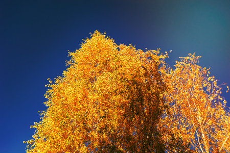 Photography on theme large beautiful autumn birch tree on background bright sky, photo consisting from tall autumn birch tree under cloud sky, big autumn birch tree in vivid sky countryside forestの写真素材