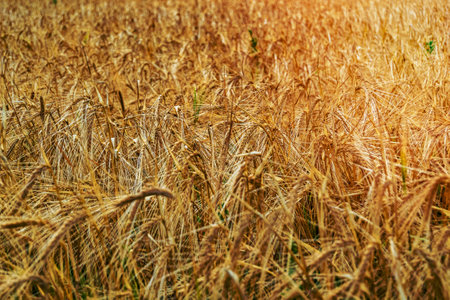 Photography on theme big wheat farm field for organic harvest, photo consisting of large wheat farm field for harvest on sky background, wheat farm field for harvest this natural nature autumn seasonの写真素材