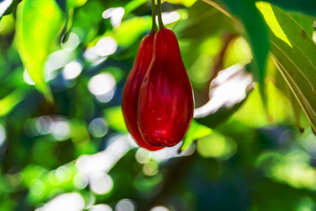 Photography to theme beautiful grow berry dogwood on background summer leaves, photo consisting of composition dessert bright berry dogwood, vivid berry dogwood it healthy diet for exquisite gourmetの写真素材
