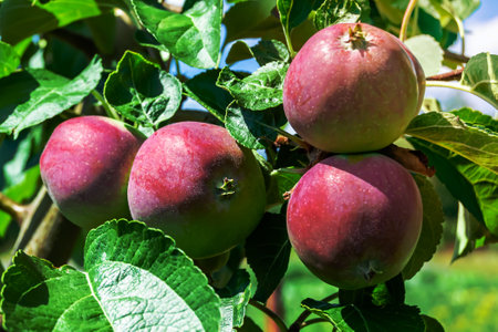 Photography on theme beautiful fruit branch apple tree with natural leaves under clean sky, photo consisting of fruit branch apple tree outdoors in rural, floral fruit branch apple tree in big gardenの写真素材