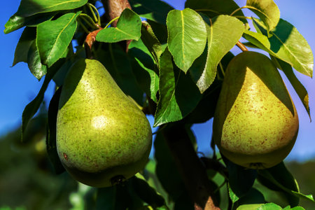 Photography on theme beautiful fruit branch pear tree with natural leaves under clean sky, photo consisting of fruit branch pear tree outdoors in rural, floral fruit branch pear tree in big gardenの写真素材