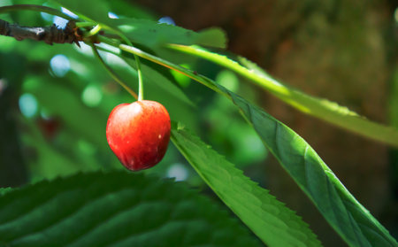 Ripe red and sweet cherry berries hanging from a tree branch before harvest in early summer. A tree with delicious and juicy dark red bird cherry fruits hanging from a tree branchの写真素材