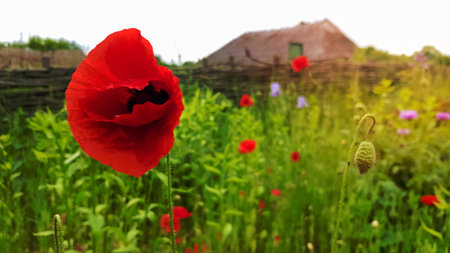 Red poppy flower, a genus of herbaceous plants of the poppy family grows in arid places of the steppes, semi-deserts, deserts, dry rocky slopes of the mountains. Beautiful background with copy spaceの写真素材
