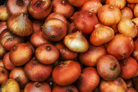 Photography on theme beautiful onion vegetable plant with napiform skin, photo consisting of onion vegetable plant outdoors in rural, onion vegetable plant from big ground field collected by farmerの写真素材